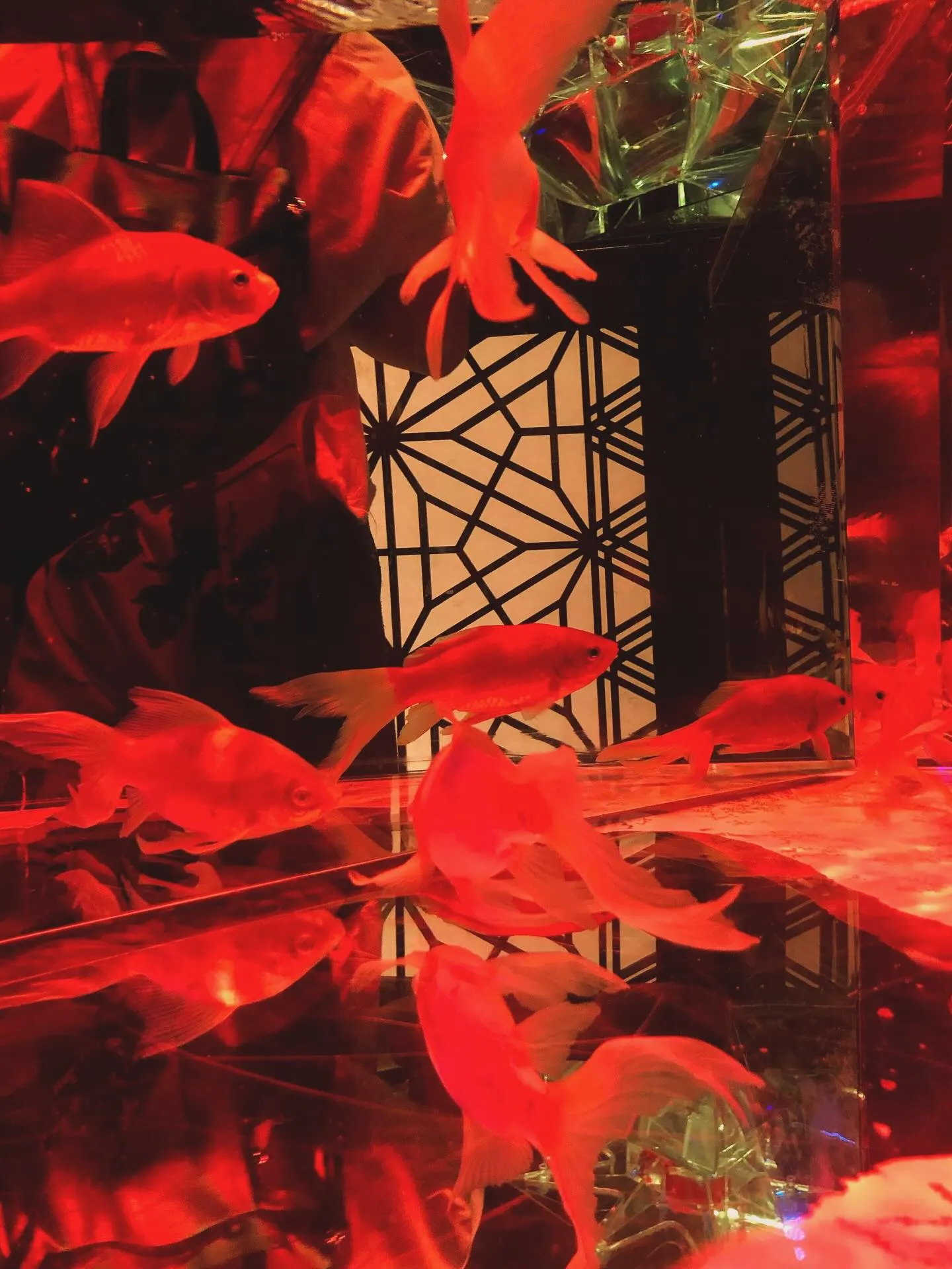 【金魚アートアクアリウムの思い出】