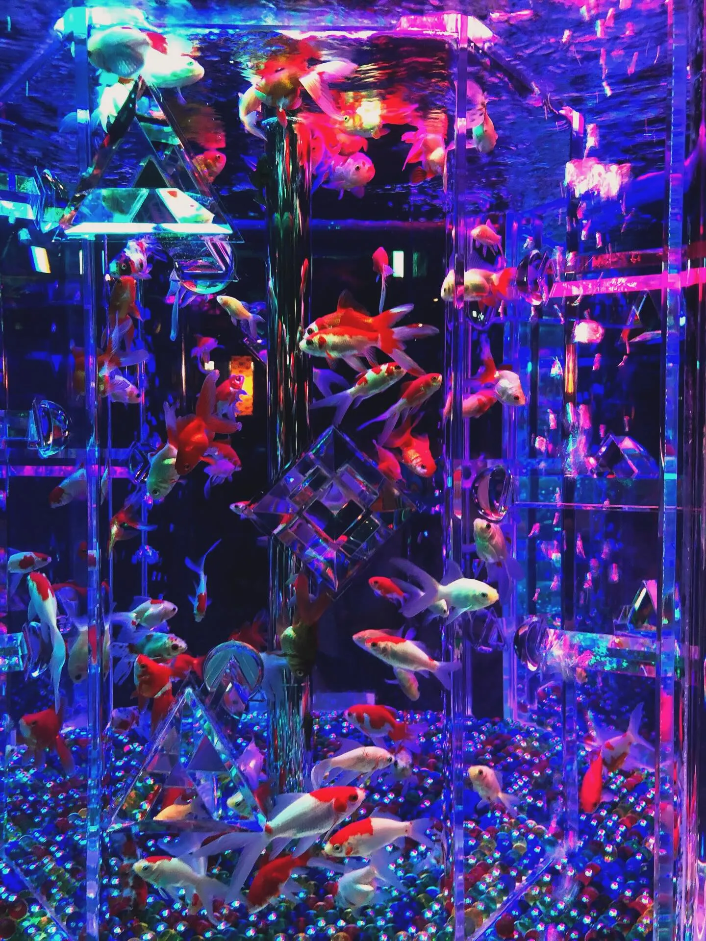 【金魚アートアクアリウムの思い出】