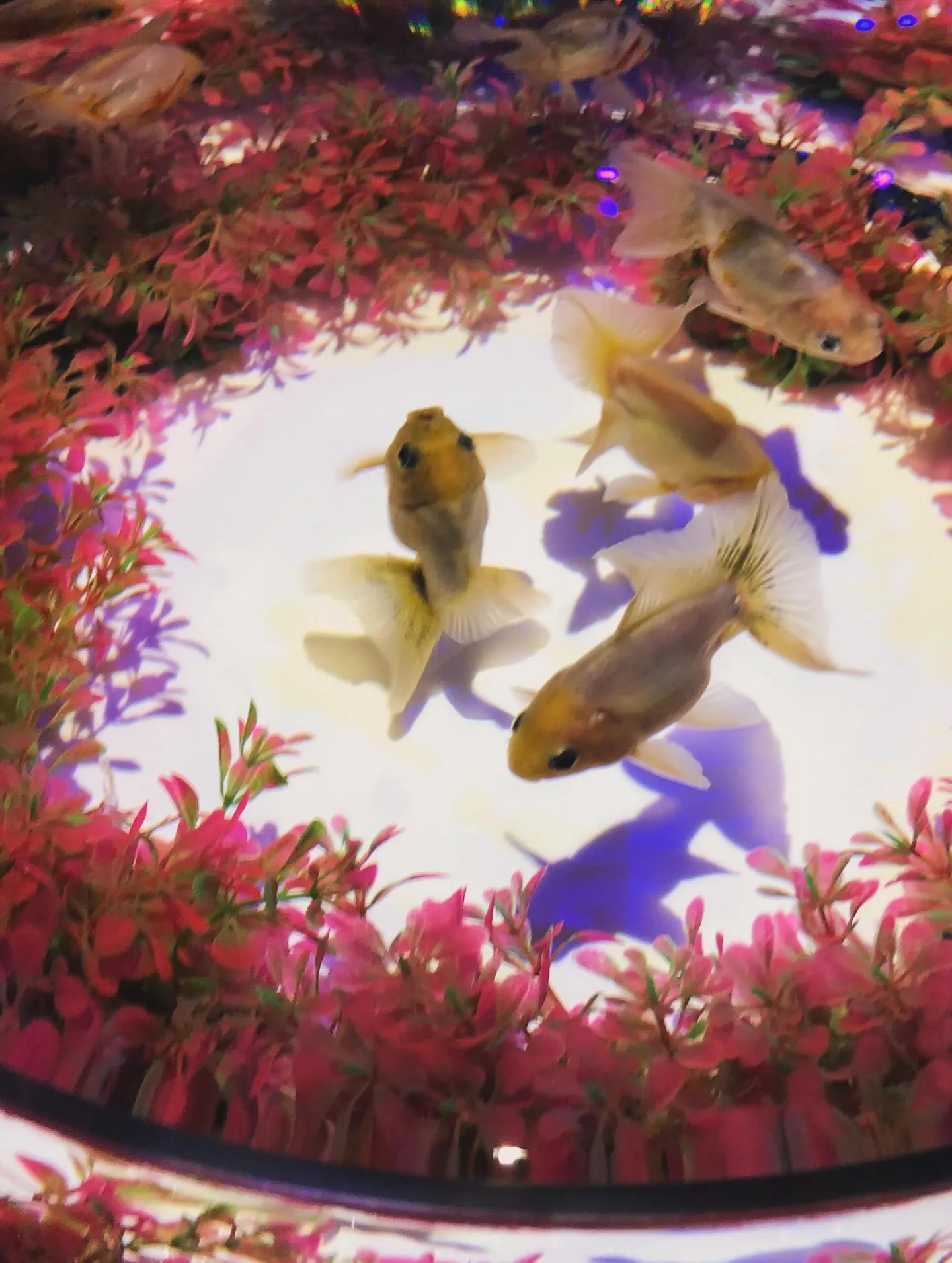 【金魚アートアクアリウムの思い出】